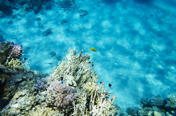 Fototapeta na wymiar Corals and fish in the background of the sandy bottom