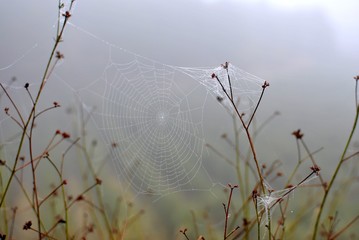campo olivos, telaraña, araña
