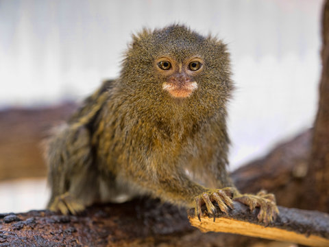 Pygmy marmoset, Callithrix pygmaea niveiventris, female with baby