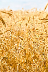 Field wheat in period harvest