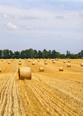 A field with straw bales after harvest on the green trees background and cloudy sky