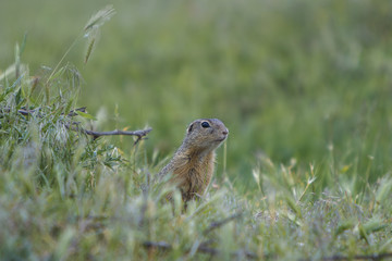 Naklejka na ściany i meble European ground squirrel standing on the meadow and watching.