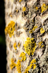 Kara tree close-up and yellow moss.