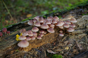 Pilze