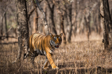 Noor from Ranthambore National Park