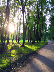 The sun shining through trees in park