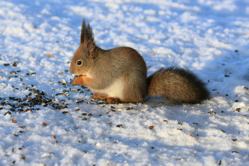 Naklejka na ściany i meble squirrel in winter park on white snow eating sunflower seeds