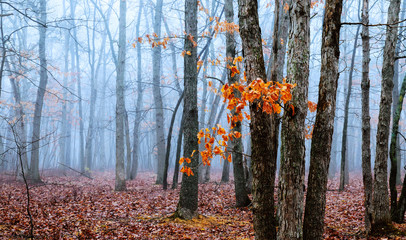 magical gate in a mysterious forest with fog