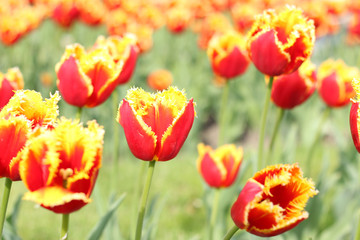 Obraz premium Red tulip blooming background