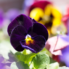 Dark blue pansy flower in a garden
