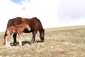 Llegua con cría, caballo de color marron y blanco