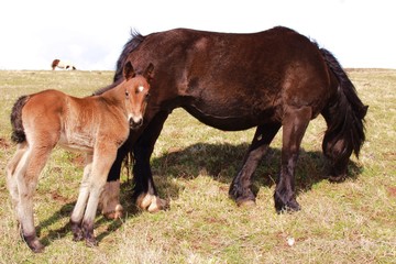 Llegua con cría, caballo de color marron y blanco