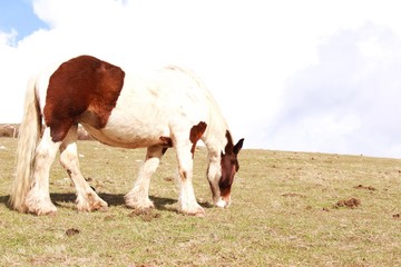 Llegua con cría, caballo de color marron y blanco