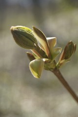 The beautiful colors of spring - green buds on the branch 