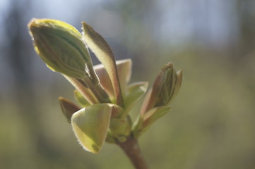 The beautiful colors of spring - green buds on the branch 