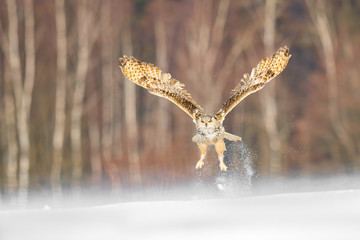Eastern Siberian Eagle Owl flying in winter. Beautiful owl from Russia flying over snowy field. Winter scene with majestic rare owl.