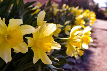 Yellow daffodils in the garden.