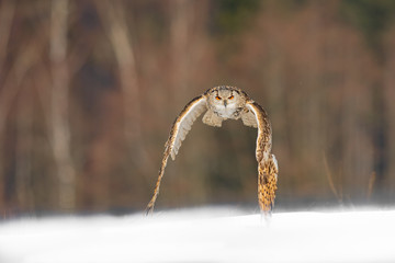 Eastern Siberian Eagle Owl flying in winter. Beautiful owl from Russia flying over snowy field. Winter scene with majestic rare owl.