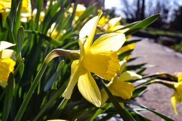 Fototapeta na wymiar Yellow daffodils in the garden.