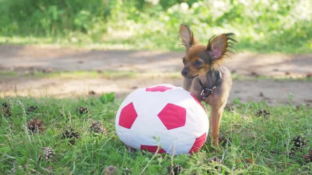 Dog makes funny sex with a toy. A toy is a soccer ball. Legs hang hilariously. Humping dog. Humpy toy terrier.