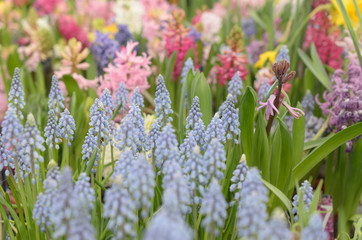 Many flowers of blue and white red and yellow.