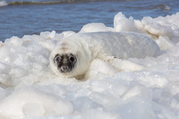 Naklejka premium cielę na lodzie na wybrzeżu Morza Bałtyckiego