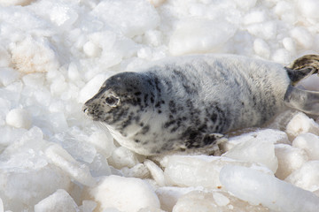 sea calf baby rest on the ice on the Baltic Sea coast