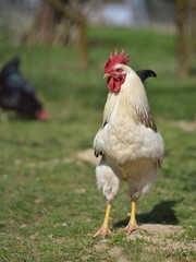 organic chicken breeding