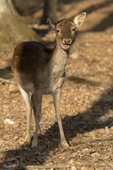 Young deer looking into the camera.