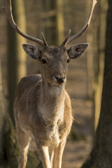 Naklejka na ściany i meble Portrait of a beautiful European deer standing in a forest in the Czech Republic.
