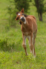 Funny foal on the meadow in springtime
