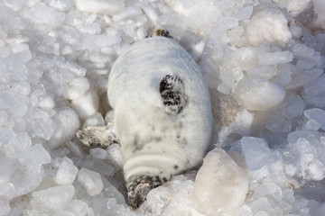 Fototapeta premium cielę na lodzie na wybrzeżu Morza Bałtyckiego