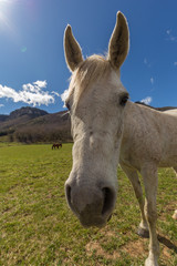 Typical Spanish horse in a farmland ancient village Hostales den Bas in Catalonia of Spain