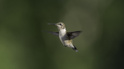Pollen Magnet