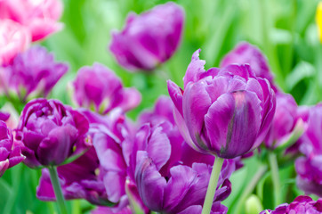 Violet tulips, in spring, under the bright sun in the garden of Keukenhof-Lisse, Holland