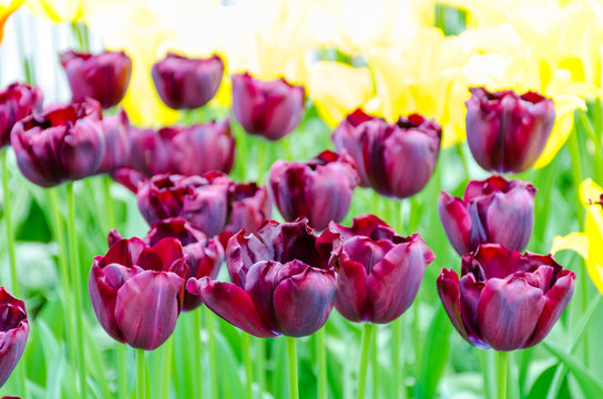 Purple tulips, in spring, under the bright sun in the garden of Keukenhof-Lisse, Holland.