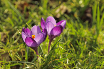 Fototapeta premium Beautiful spring flowers