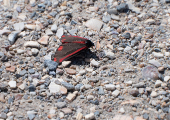 Cinnabar moth or Tyria jacobaeae resting