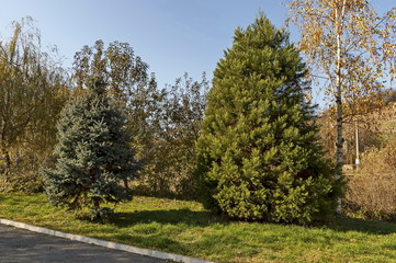 Autumnal popular park  for rest with  mix deciduous and coniferous tree in centre of village Lokorsko, Sofia, Bulgaria 