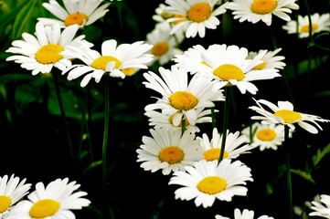 Blooming Chamomile on blur background. Closeup macro shot