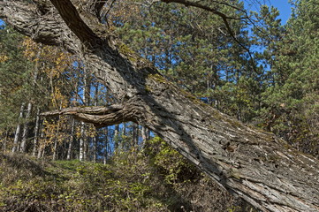 View of glade, grass and broken trunk in root at Balkan mountain, near village Lokorsko, Bulgaria     © vili45