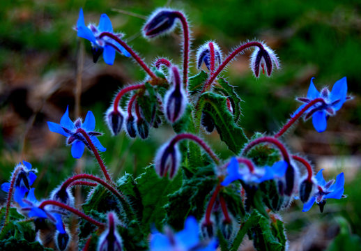 Flores de borraja, azul, fondo verde