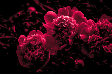 Close up of pink peony flowers - obrazy, fototapety, plakaty