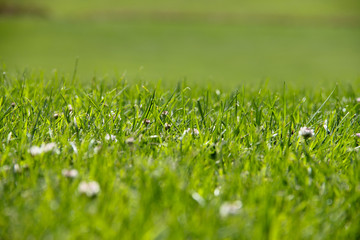 Golf Course green grass background.