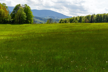 Trees with green meadow in landscape.