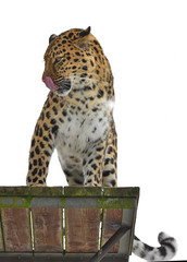 Amur leopard (Panthera pardus orientalis) sits on wooden platform