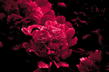 Pink peony flowers close up isolated on black background