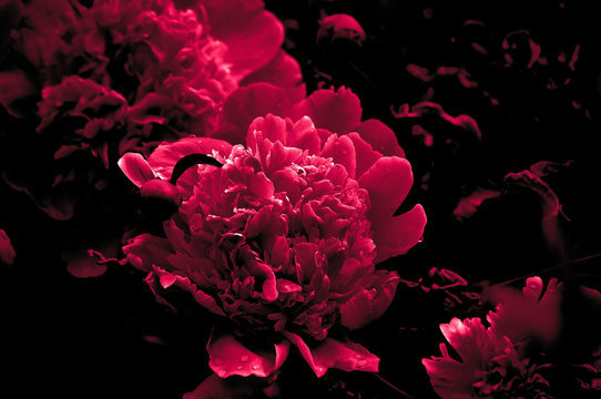 Fototapeta Pink peony flowers close up isolated on black background