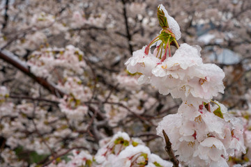 雪の積もるソメイヨシノ（桜）