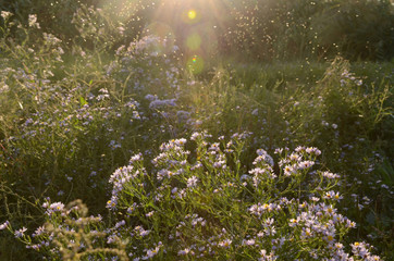 A meadow full of wild asters lit by the setting sun and lots of tiny insects attracted to light. Summer sunset meadow countryside background